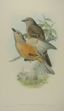 John Gould Birds of Australia